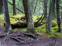 Mystischer Wald beim Maligne Canyon - Jasper NP